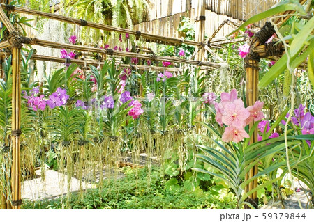 東南アジア、南国、花の展示、ラン、蘭の花 59379844