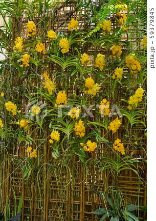 東南アジア、南国、花の展示、ラン、蘭の花 59379845