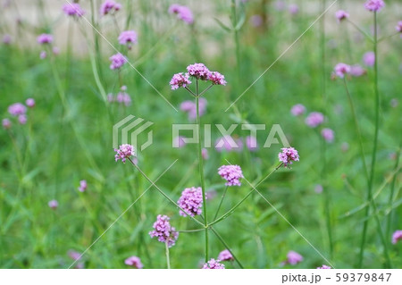 ラマ9世公園、バーベナのお花(Verbena bonariensis in Rama 9 park) ラマ9世公園、バーベナのお花(Verbena bonariensis in Rama 9 park) 59379847