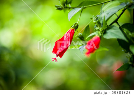 ウナズキヒメフヨウ ウァリエガツスの花の写真素材