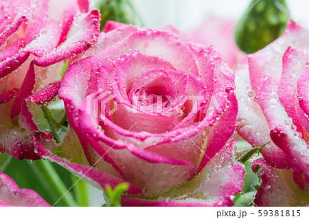 Pink rose flower in drops close up. Pink rose flower in drops close up. 59381815