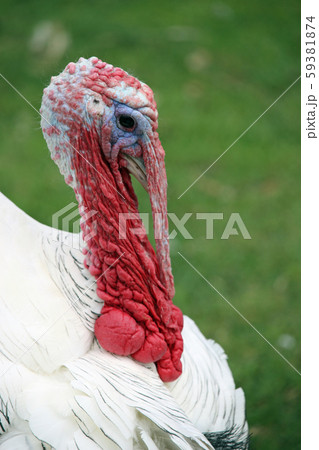 Turkey royal palm breed male stag 59381874