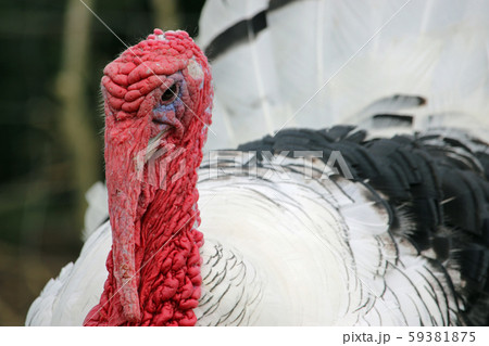 Turkey royal palm breed male stag Turkey royal palm breed male stag 59381875