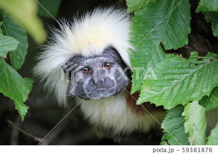 Cotton top tamarin framed by leaves Cotton top tamarin framed by leaves 59381876