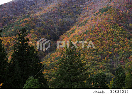 風景自然植物　岩手県西和賀郡沢内村の錦の紅葉　全山紅葉　錦の紅葉 59382015