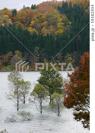 風景自然植物写真　岩手県西和賀郡沢内村の晩秋　錦秋湖の水の中のヤナギの木 59382934