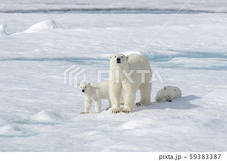 Wild polar bear (Ursus maritimus) mother and twin cubs on the pack ice, north of Svalbard Arctic Norway Wild polar bear (Ursus maritimus) mother and twin cubs on the pack ice, north of Svalbard Arctic Norway 59383387