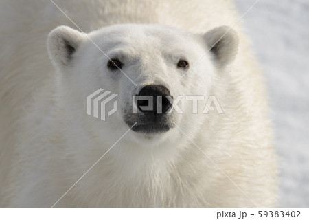 Polar bear (Ursus maritimus) on the pack ice north of Spitsbergen Island, Svalbard, Norway, Scandinavia, Europe 59383402