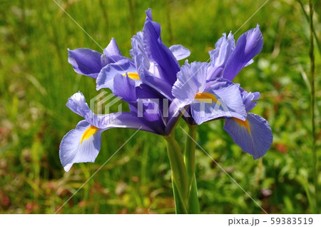 leaf iris in sword leaf iris in sword 59383519