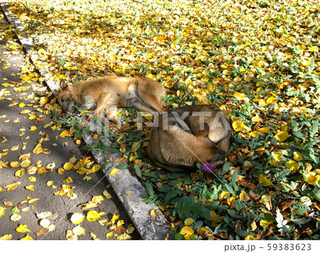Dogs bask in the sun 59383623