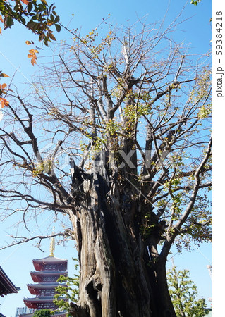 浅草寺 Sensouji temple 浅草寺 Sensouji temple 59384218
