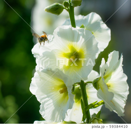 Bumblebee collects flower nectar of malva Bumblebee collects flower nectar of malva 59384410
