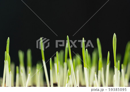 The green grass isolated on black background 59385095