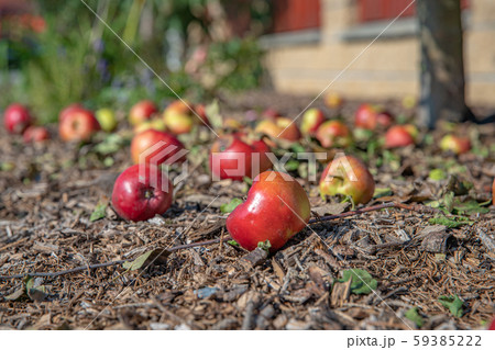 Red apples fell from tree on ground in garden 59385222