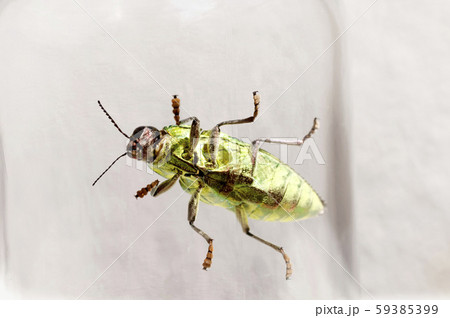 アオムネスジタマムシ 59385399