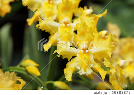 オドントグロッサムの花の写真素材