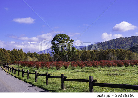 （長野県）ブルーベリーの紅葉が美しい、開田高原・木曽馬の里 59386366