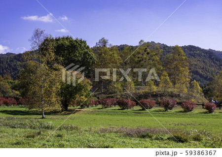 （長野県）ブルーベリーの紅葉が美しい、開田高原・木曽馬の里 59386367