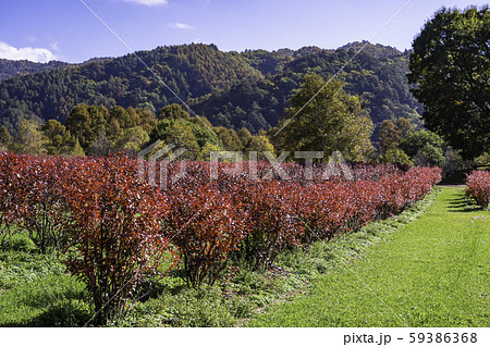 長野県 ブルーベリーの紅葉が美しい 開田高原 木曽馬の里の写真素材