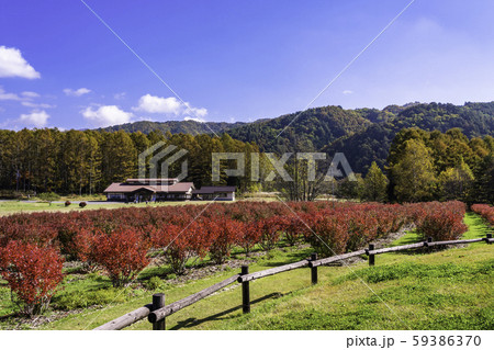 (長野県)ブルーベリーの紅葉が美しい、開田高原・木曽馬の里 (長野県)ブルーベリーの紅葉が美しい、開田高原・木曽馬の里 59386370