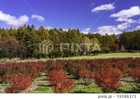 (長野県)ブルーベリーの紅葉が美しい、開田高原・木曽馬の里 (長野県)ブルーベリーの紅葉が美しい、開田高原・木曽馬の里 59386371