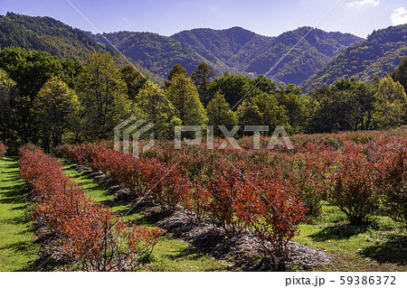 長野県 ブルーベリーの紅葉が美しい 開田高原 木曽馬の里の写真素材