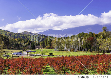 長野県 ブルーベリーの紅葉が美しい 開田高原 木曽馬の里の写真素材