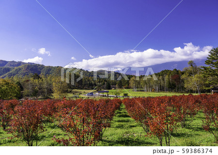 長野県 ブルーベリーの紅葉が美しい 開田高原 木曽馬の里の写真素材