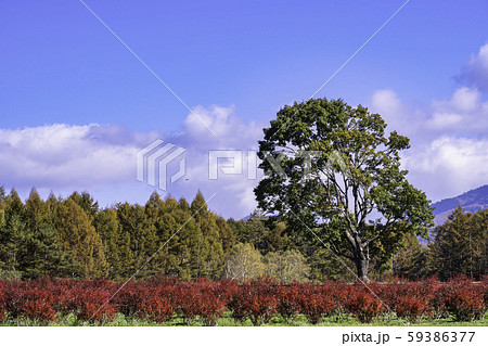 長野県 ブルーベリーの紅葉が美しい 開田高原 木曽馬の里の写真素材