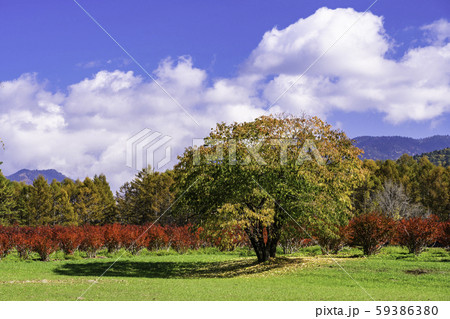 長野県 ブルーベリーの紅葉が美しい 開田高原 木曽馬の里の写真素材