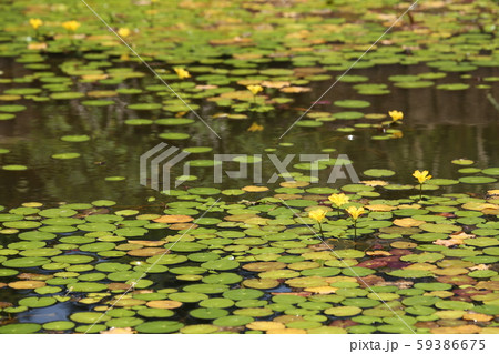 アサザの花 アサザの花 59386675