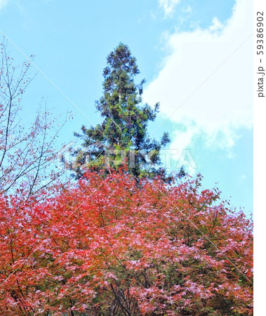 クリスマスツリーの紅葉 クリスマスツリーの紅葉 59386902