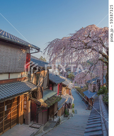 桜　京都　 59387325