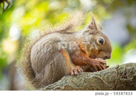 ニホンリス 59387833