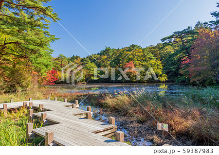 神戸市森林植物園の紅葉 神戸市森林植物園の紅葉 59387983