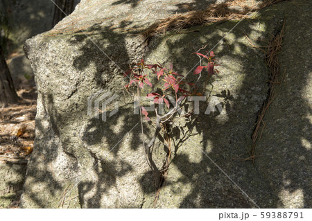 ソウル 屋外 室外 59388791