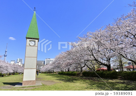 猿江恩賜公園の桜と時計台にスカイツリー 59389091