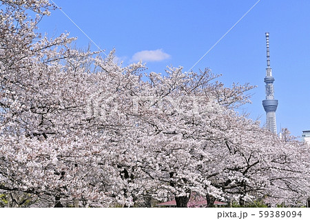 猿江恩賜公園の桜にスカイツリーの写真素材