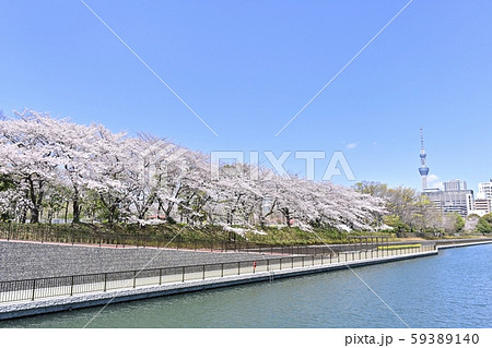 佐賀溫泉公園的櫻花樹上的天空樹和橫濱河 照片素材 圖片 圖庫