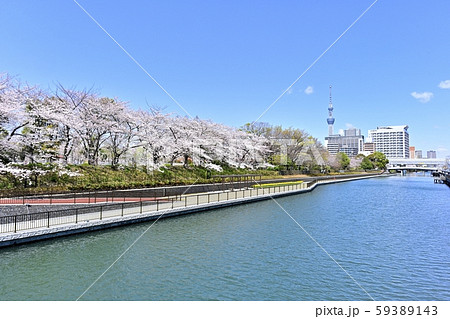 猿江恩賜公園の桜並木にスカイツリーと横十間川の写真素材