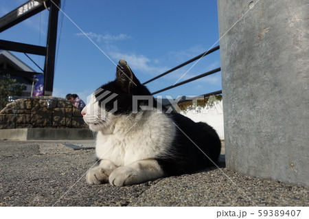 目を細める猫 59389407