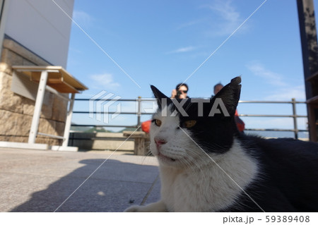 猫を撮り合う 59389408