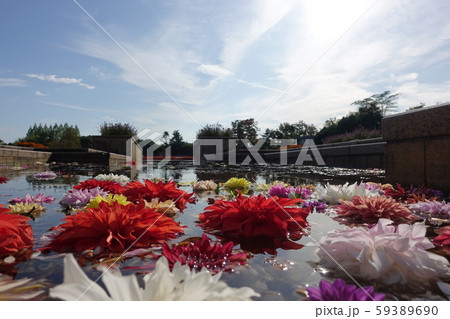 ダリアと秋空と水の上 59389690