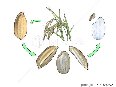 稲穂 もみ 玄米 白米のイラスト素材