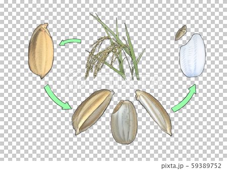 Inaho, fir, brown rice, white rice Inaho, fir, brown rice, white rice 59389752