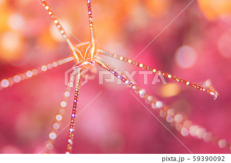 ホシゾラワラエビ ホシゾラワラエビ 59390092