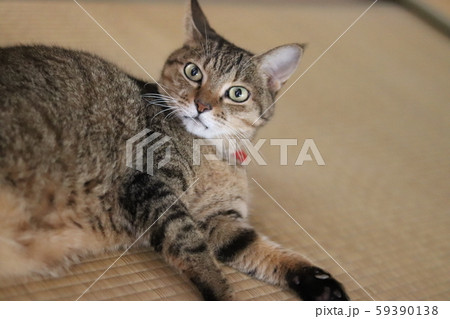 呼んだかニャ? 呼んだかニャ? 59390138