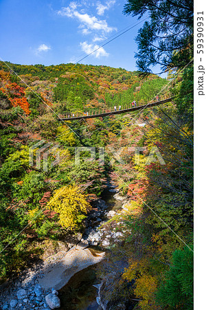 秋の紅葉絶景 樅木の吊橋 秋の紅葉絶景 樅木の吊橋 59390931