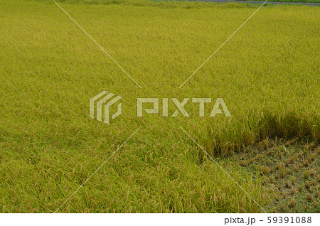 千葉、鎌によりお米の収穫風景 千葉、鎌によりお米の収穫風景 59391088