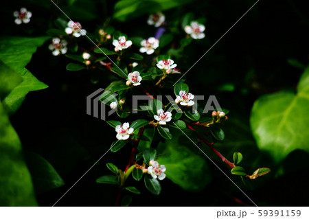 群れて咲く、イヌツゲの花 群れて咲く、イヌツゲの花 59391159